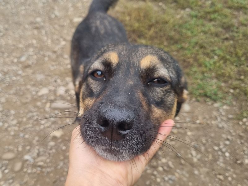 ♥CLIO♥ sehr menschenbezogene und zutrauliche Schmusebacke, die mal angefahren wurde 48 cm
