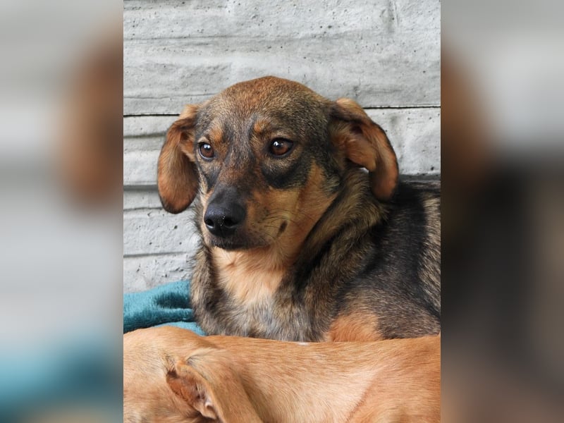 ♥FABIENNE♥ auf Pflegestelle bei Köln - sanfte, ruhige, noch etwas unsichere Hündin 53 cm