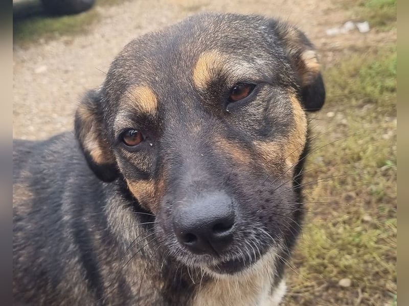 ♥CLIO♥ sehr menschenbezogene und zutrauliche Schmusebacke, die mal angefahren wurde 48 cm