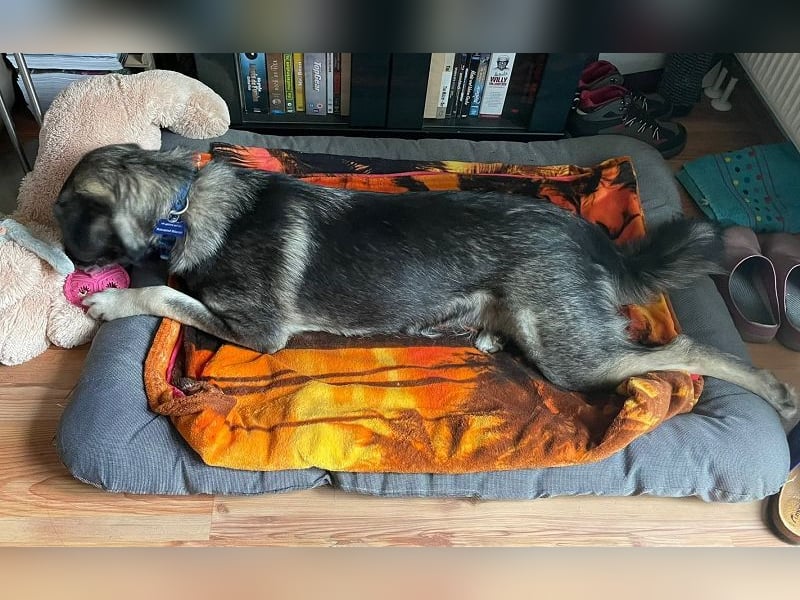 ♥ALITA♥ Pflegestelle dringend gesucht - wunderschöne, aufgeschlossene Herdenschutz-Mix-Hündin 59 cm