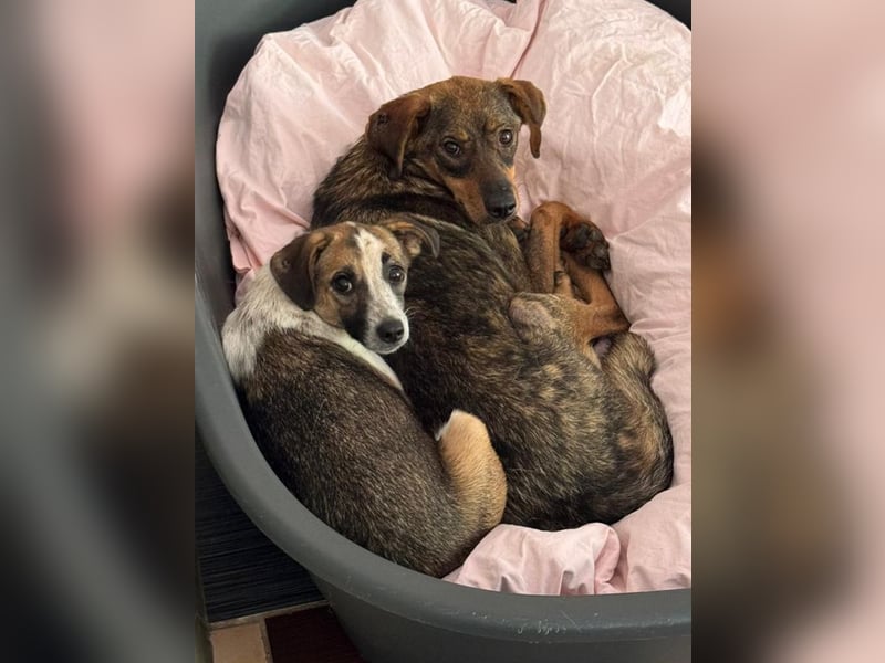 ♥FABIENNE♥ auf Pflegestelle bei Köln - sanfte, ruhige, noch etwas unsichere Hündin 53 cm