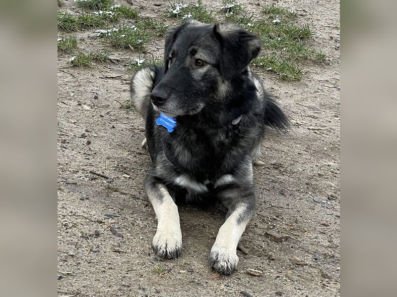 ♥ALITA♥ Pflegestelle dringend gesucht - wunderschöne, aufgeschlossene Herdenschutz-Mix-Hündin 59 cm