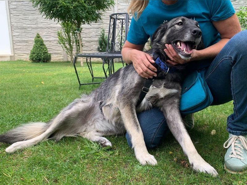 ♥ALITA♥ Pflegestelle dringend gesucht - wunderschöne, aufgeschlossene Herdenschutz-Mix-Hündin 59 cm