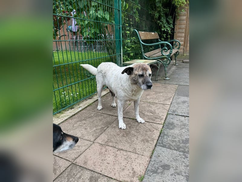♥NANCY♥ neu auf Pflegest bei Köln - unglaublich liebe, sanfte, ruhige und unkomplizierte Hündin 44cm
