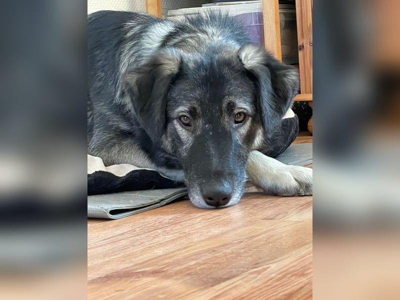♥ALITA♥ Pflegestelle dringend gesucht - wunderschöne, aufgeschlossene Herdenschutz-Mix-Hündin 59 cm