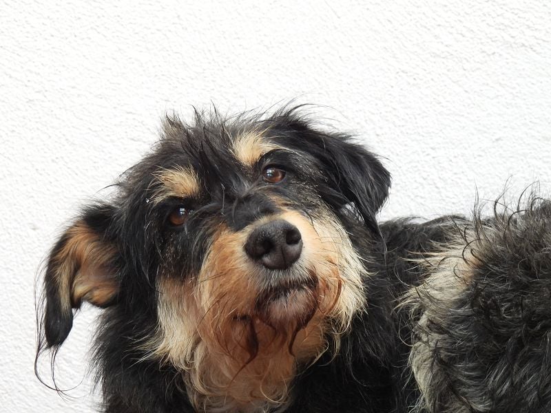 ♥PENNY♥ auf Pflegestelle in Köln - süße, anfangs noch vorsichtige Hündin 53 cm
