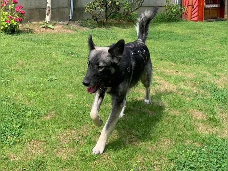 ♥ALITA♥ Pflegestelle dringend gesucht - wunderschöne, aufgeschlossene Herdenschutz-Mix-Hündin 59 cm