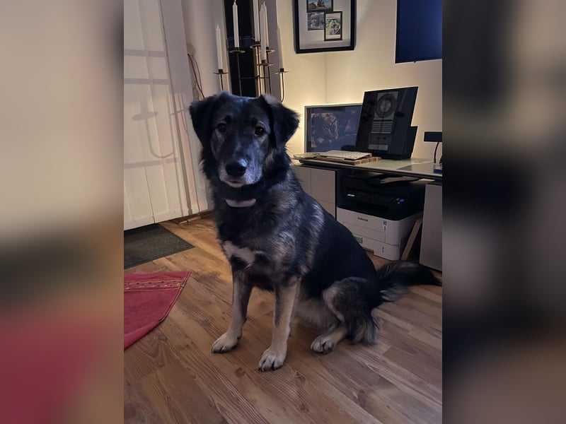 ♥ALITA♥ Pflegestelle dringend gesucht - wunderschöne, aufgeschlossene Herdenschutz-Mix-Hündin 59 cm