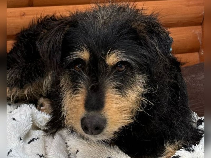 ♥PENNY♥ auf Pflegestelle in Köln - süße, anfangs noch vorsichtige Hündin 53 cm