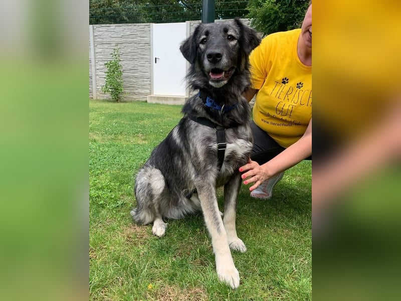 ♥ALITA♥ Pflegestelle dringend gesucht - wunderschöne, aufgeschlossene Herdenschutz-Mix-Hündin 59 cm