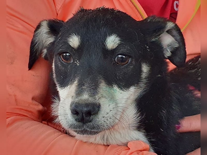 ♥LEVIA♥ süße, hübsche, noch etwas zurückhaltende Juniorin 39 cm (wachsend)
