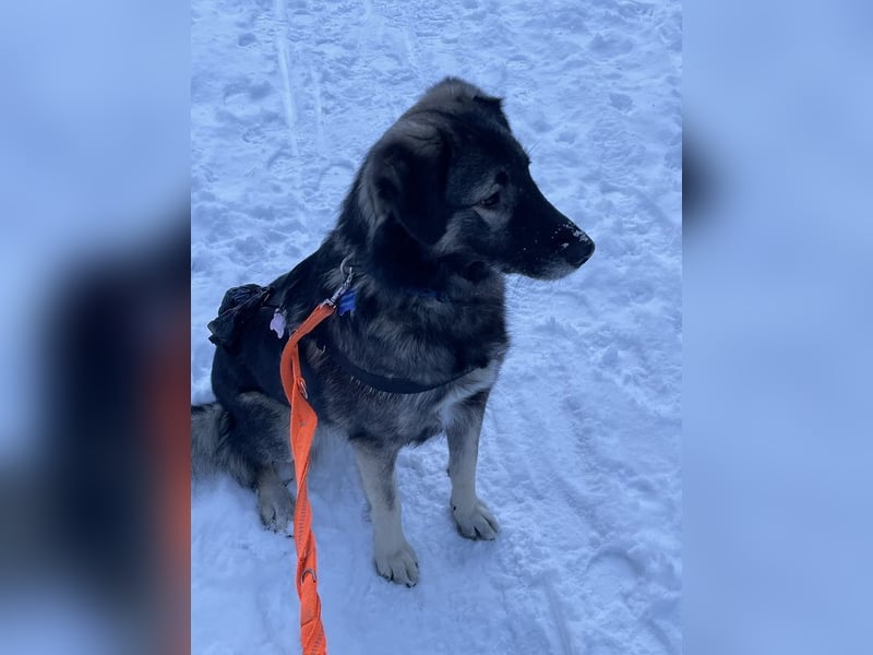 ♥ALITA♥ Pflegestelle dringend gesucht - wunderschöne, aufgeschlossene Herdenschutz-Mix-Hündin 59 cm