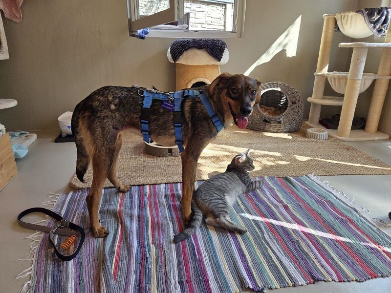 ♥FABIENNE♥ auf Pflegestelle bei Köln - sanfte, ruhige, noch etwas unsichere Hündin 53 cm