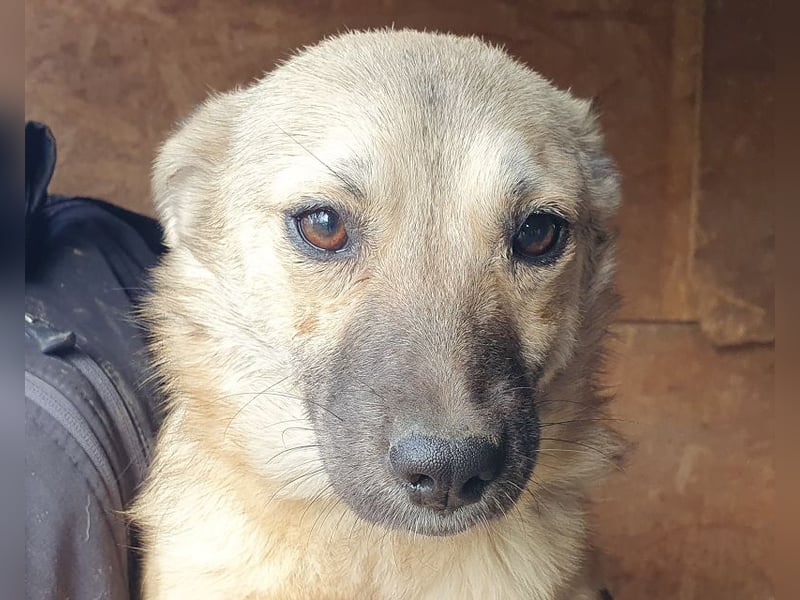 ♥BRENDA♥ ganz süße, noch etwas schüchterne Juniorin 39 cm (noch etwas wachsend)