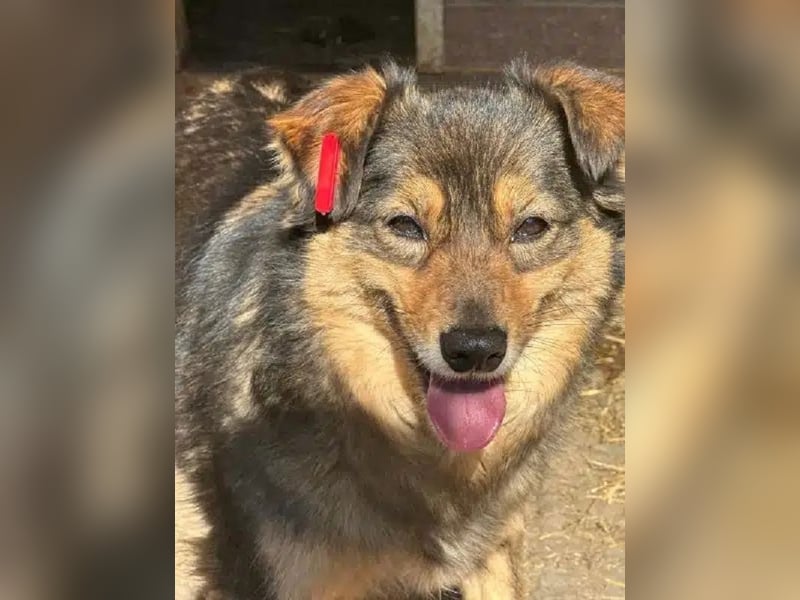 ♥DUFFY♥süße kleine noch schüchterne Hündin,die bei hundeerfahrenen Menschen sicher bald auftaut 36cm