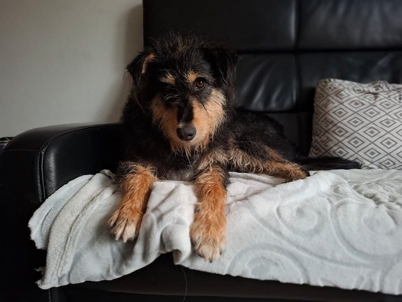 ♥PENNY♥ auf Pflegestelle in Köln - süße, anfangs noch vorsichtige Hündin 53 cm