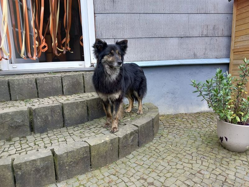 ♥UMA♥ neu auf Pflegestelle bei Köln - charmante, unkomplizierte Traumhündin, die begeistert 47cm