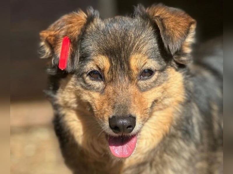 ♥DUFFY♥süße kleine noch schüchterne Hündin,die bei hundeerfahrenen Menschen sicher bald auftaut 36cm