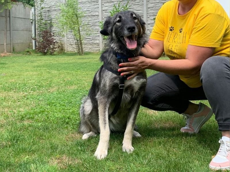 ♥ALITA♥ Pflegestelle dringend gesucht - wunderschöne, aufgeschlossene Herdenschutz-Mix-Hündin 59 cm