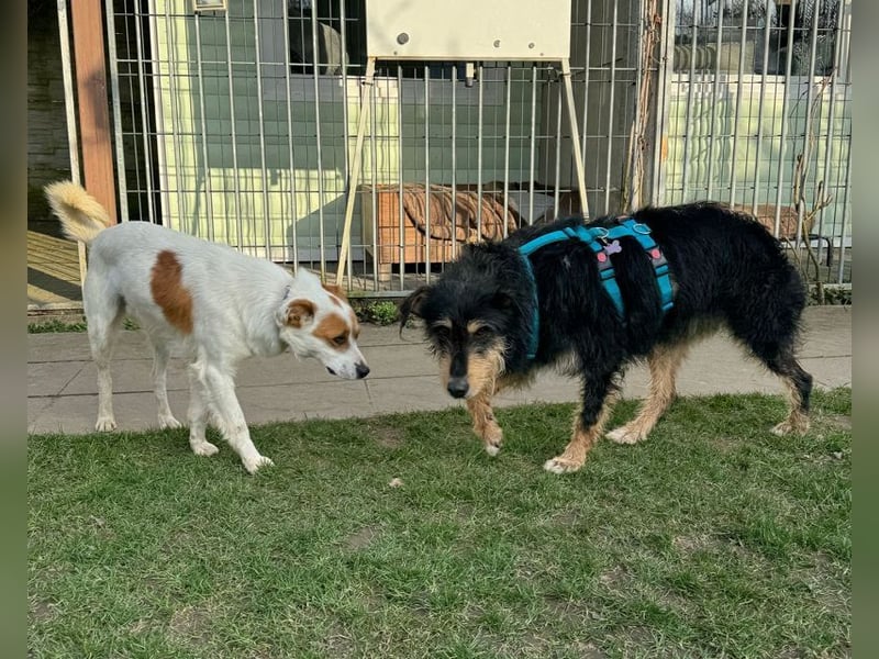 ♥PENNY♥ auf Pflegestelle in Köln - süße, anfangs noch vorsichtige Hündin 53 cm