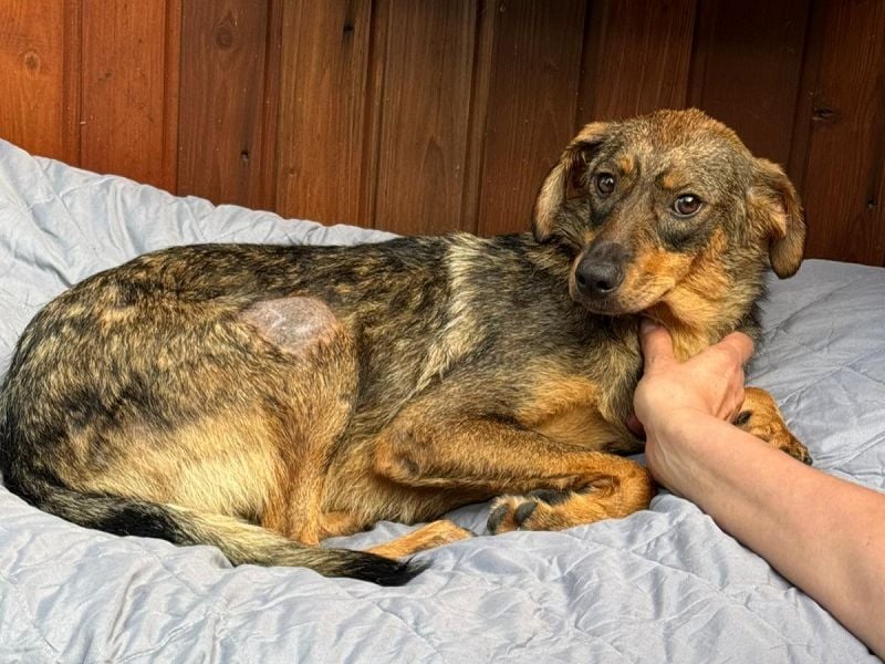 ♥FABIENNE♥ auf Pflegestelle bei Köln - sanfte, ruhige, noch etwas unsichere Hündin 53 cm