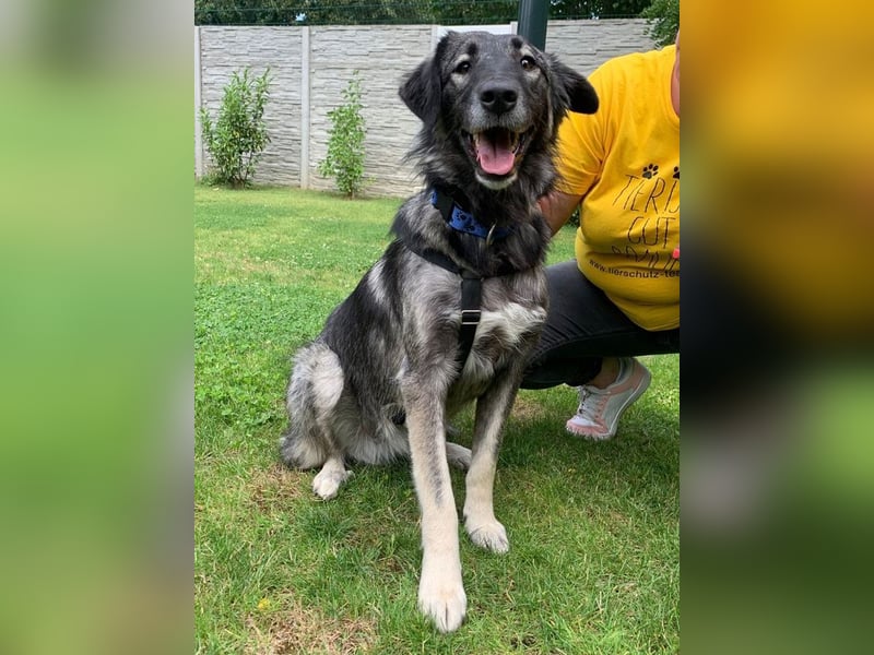 ♥ALITA♥ Pflegestelle dringend gesucht - wunderschöne, aufgeschlossene Herdenschutz-Mix-Hündin 59 cm
