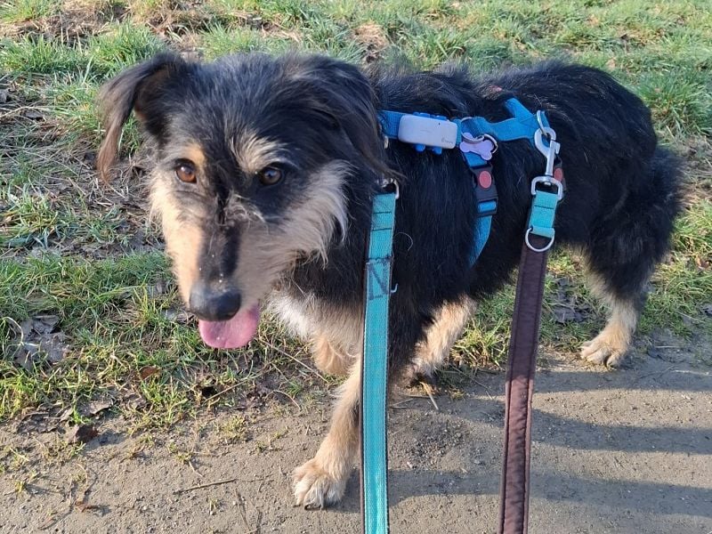 ♥PENNY♥ auf Pflegestelle in Köln - süße, anfangs noch vorsichtige Hündin 53 cm