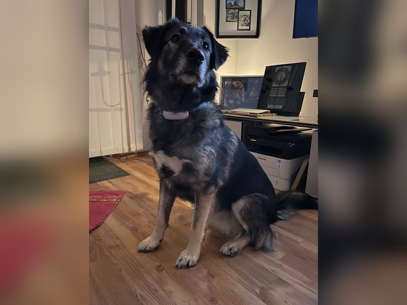 ♥ALITA♥ Pflegestelle dringend gesucht - wunderschöne, aufgeschlossene Herdenschutz-Mix-Hündin 59 cm