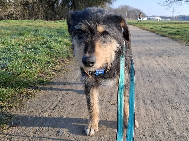 ♥PENNY♥ auf Pflegestelle in Köln - süße, anfangs noch vorsichtige Hündin 53 cm