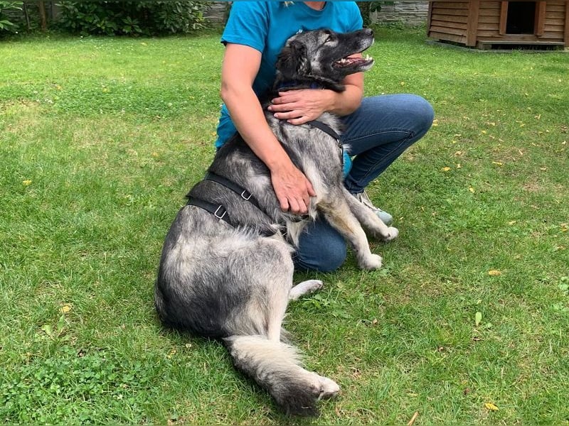 ♥ALITA♥ Pflegestelle dringend gesucht - wunderschöne, aufgeschlossene Herdenschutz-Mix-Hündin 59 cm