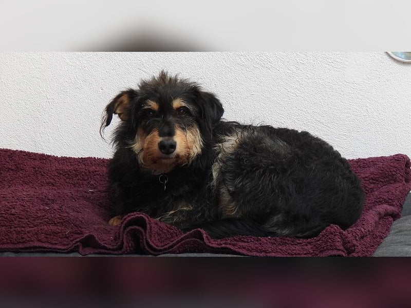 ♥PENNY♥ auf Pflegestelle in Köln - süße, anfangs noch vorsichtige Hündin 53 cm
