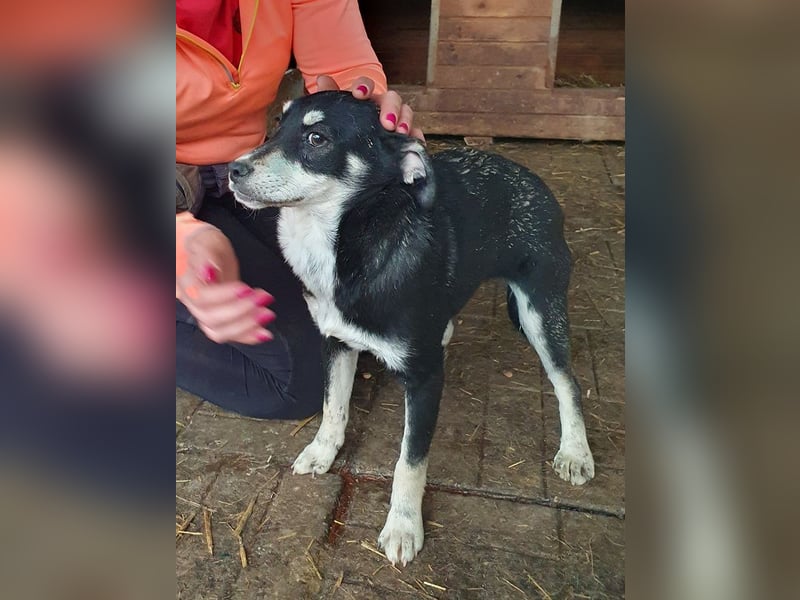 ♥LEVIA♥ süße, hübsche, noch etwas zurückhaltende Juniorin 39 cm (wachsend)