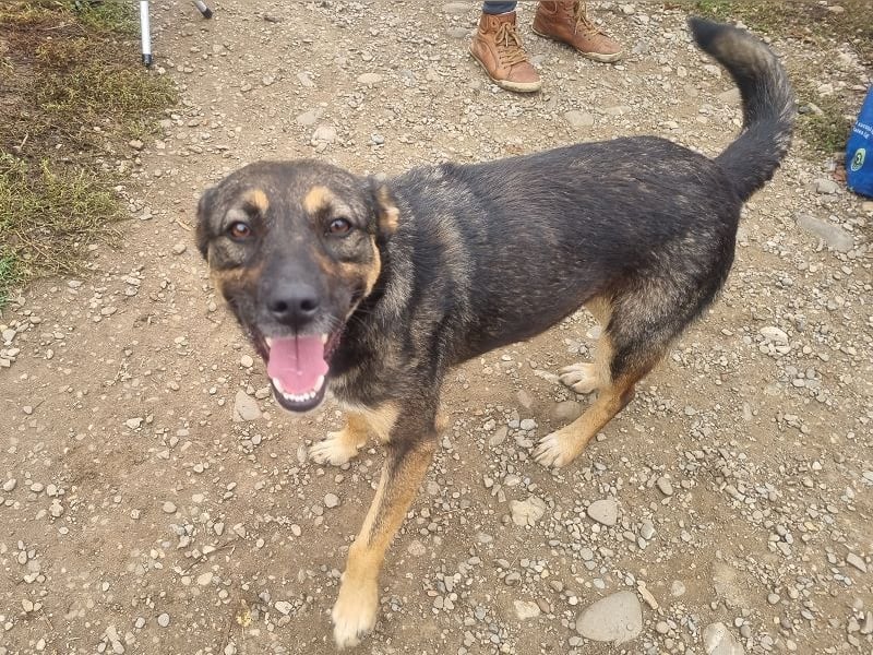 ♥CLIO♥ sehr menschenbezogene und zutrauliche Schmusebacke, die mal angefahren wurde 48 cm