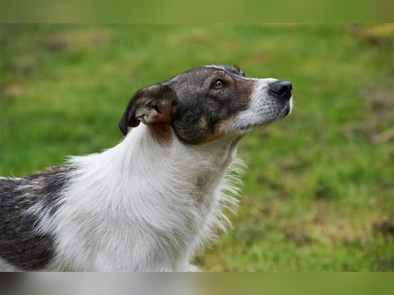 ❣️Terriermädchen Leia sucht neues Körbchen ❣️