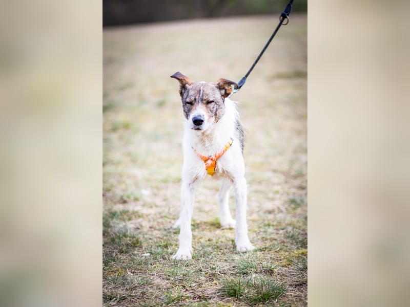 ❣️Terriermädchen Leia sucht neues Körbchen ❣️