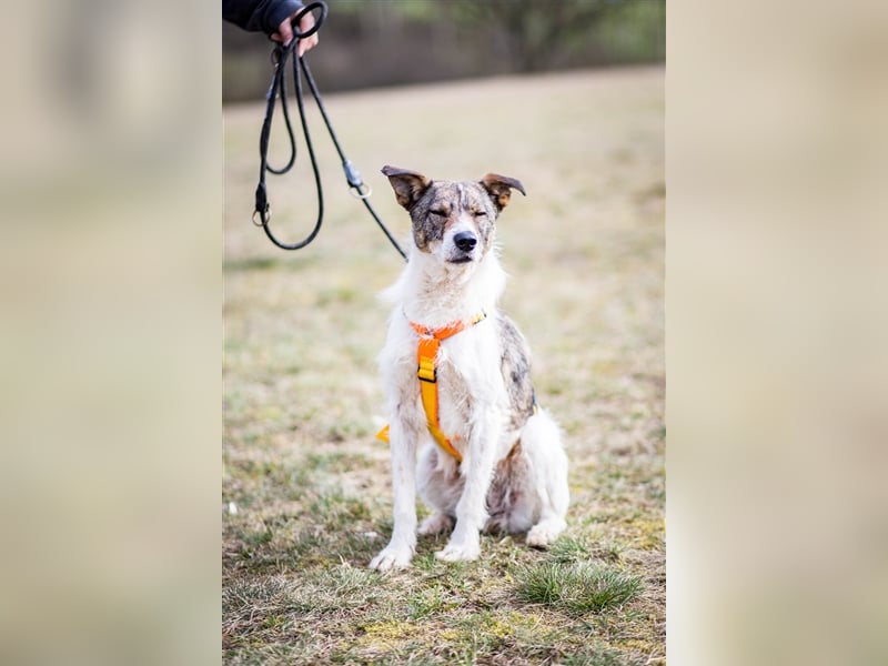 ❣️Terriermädchen Leia sucht neues Körbchen ❣️