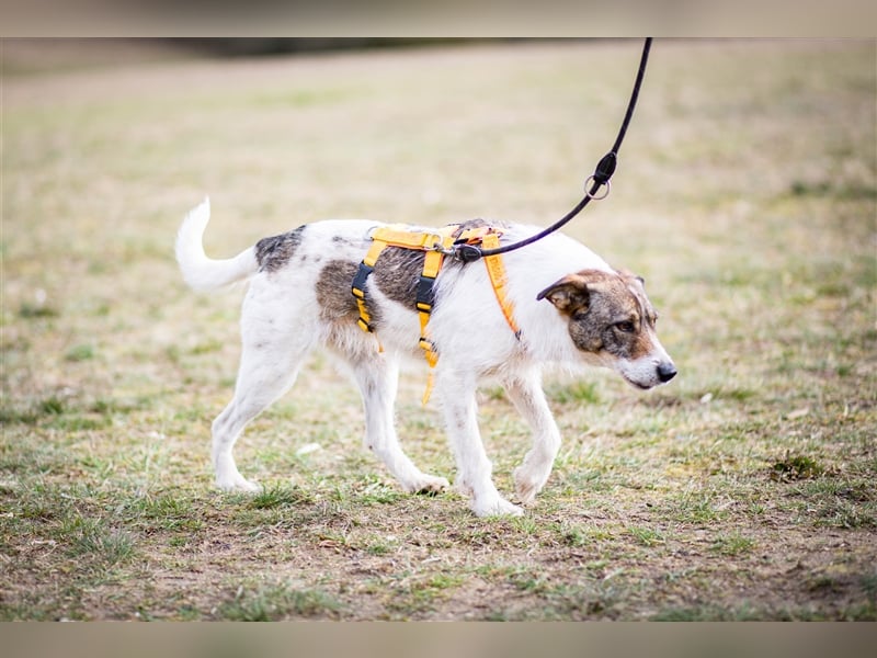 ❣️Terriermädchen Leia sucht neues Körbchen ❣️