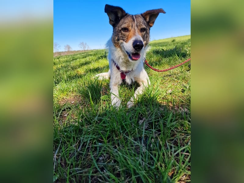 ❣️Terriermädchen Leia sucht neues Körbchen ❣️