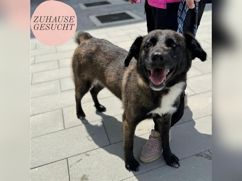 Belina sucht ein liebevolles Zuhause ❤️