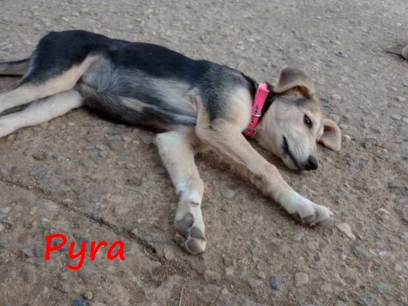 Pyra 05/2023 (GRC Pflegestelle) - verschmuste und ausgeglichene, süße Junghündin!