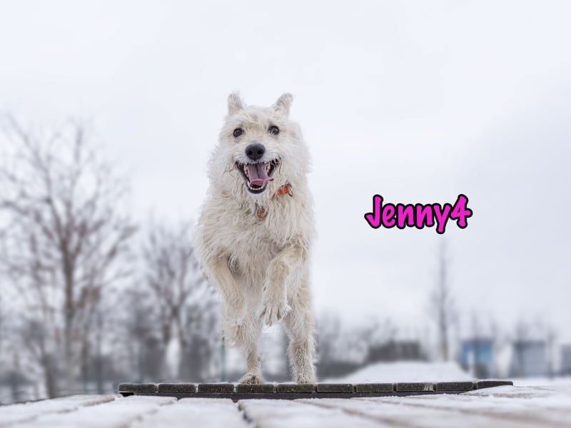 Jenny4 geb. 01/2018 - bezaubernde und super liebe, kleine Wuschelhündin!