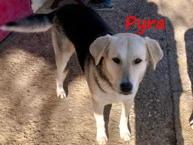 Pyra 05/2023 (GRC Pflegestelle) - verschmuste und ausgeglichene, süße Junghündin!