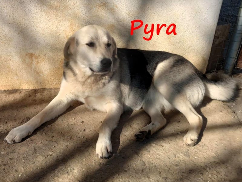 Pyra 05/2023 (GRC Pflegestelle) - verschmuste und ausgeglichene, süße Junghündin!