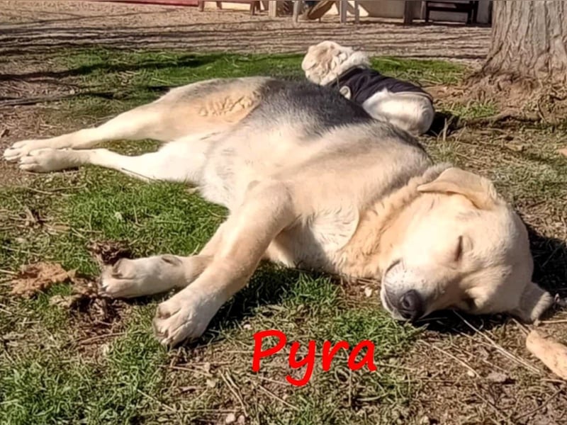Pyra 05/2023 (GRC Pflegestelle) - verschmuste und ausgeglichene, süße Junghündin!