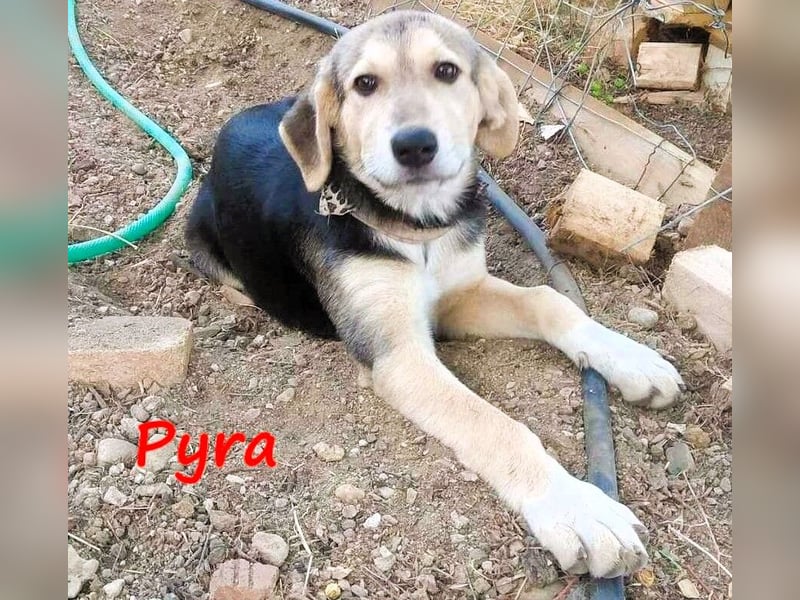 Pyra 05/2023 (GRC Pflegestelle) - verschmuste und ausgeglichene, süße Junghündin!