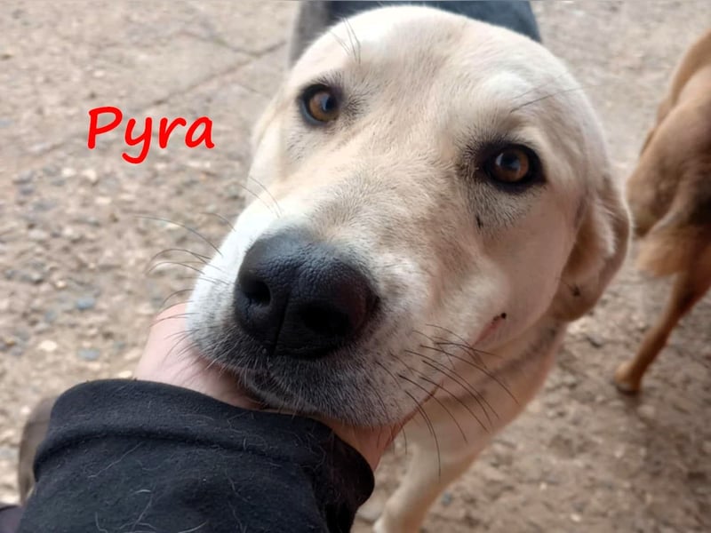Pyra 05/2023 (GRC Pflegestelle) - verschmuste und ausgeglichene, süße Junghündin!