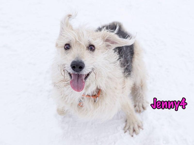 Jenny4 geb. 01/2018 - bezaubernde und super liebe, kleine Wuschelhündin!