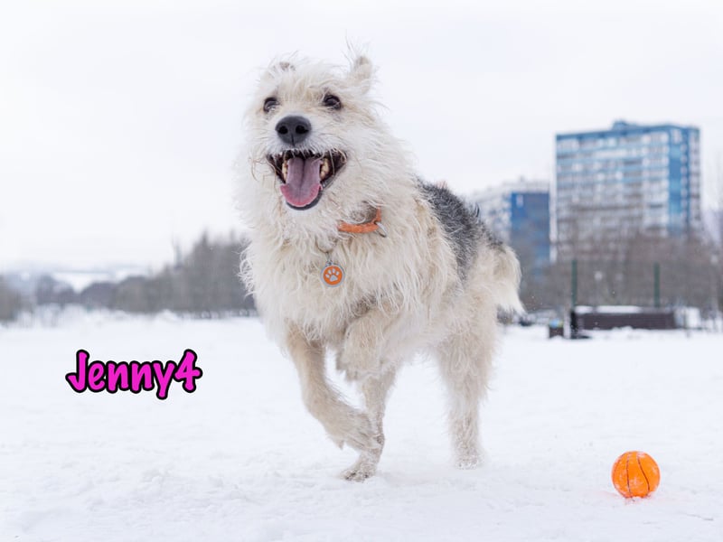 Jenny4 geb. 01/2018 - bezaubernde und super liebe, kleine Wuschelhündin!