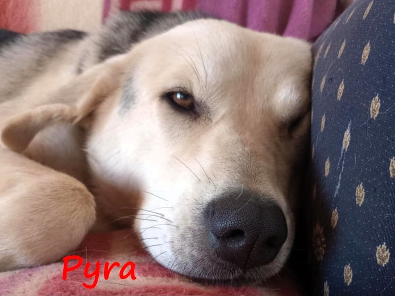 Pyra 05/2023 (GRC Pflegestelle) - verschmuste und ausgeglichene, süße Junghündin!