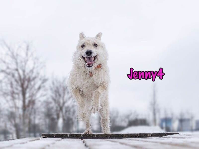 Jenny4 geb. 01/2018 - bezaubernde und super liebe, kleine Wuschelhündin!